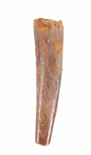 Pterosaur (Siroccopteryx) Tooth - Morocco #61583